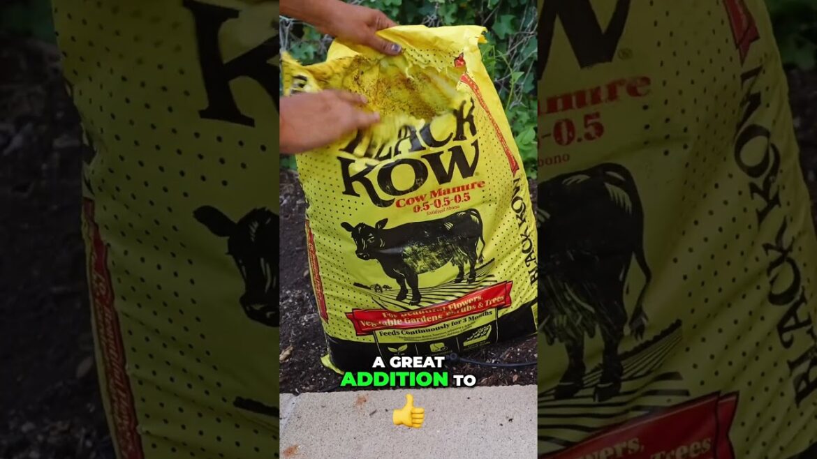 Boost Your Garden 🚀 Best Cow Manure for Raised Beds! 🐄🌱