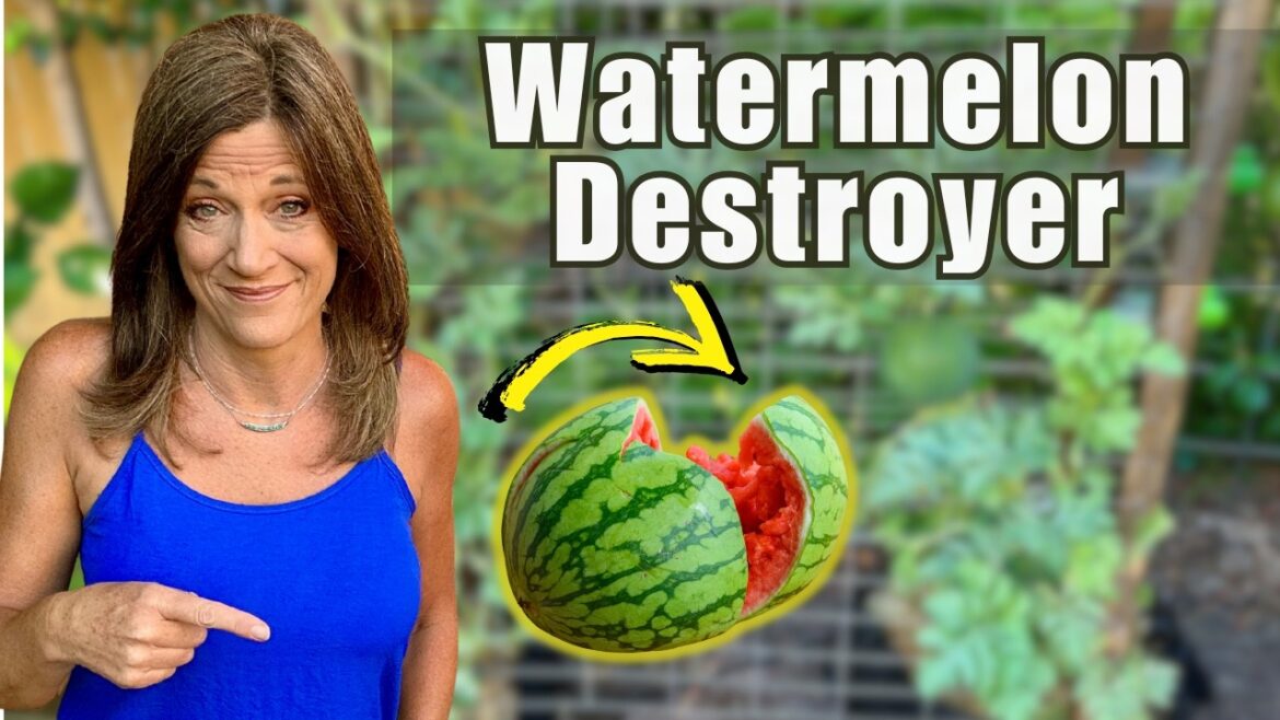 CaliKim: Watermelon Mistakes That DESTROY Your Harvest Watermelon Mistakes That DESTROY Your Harvest