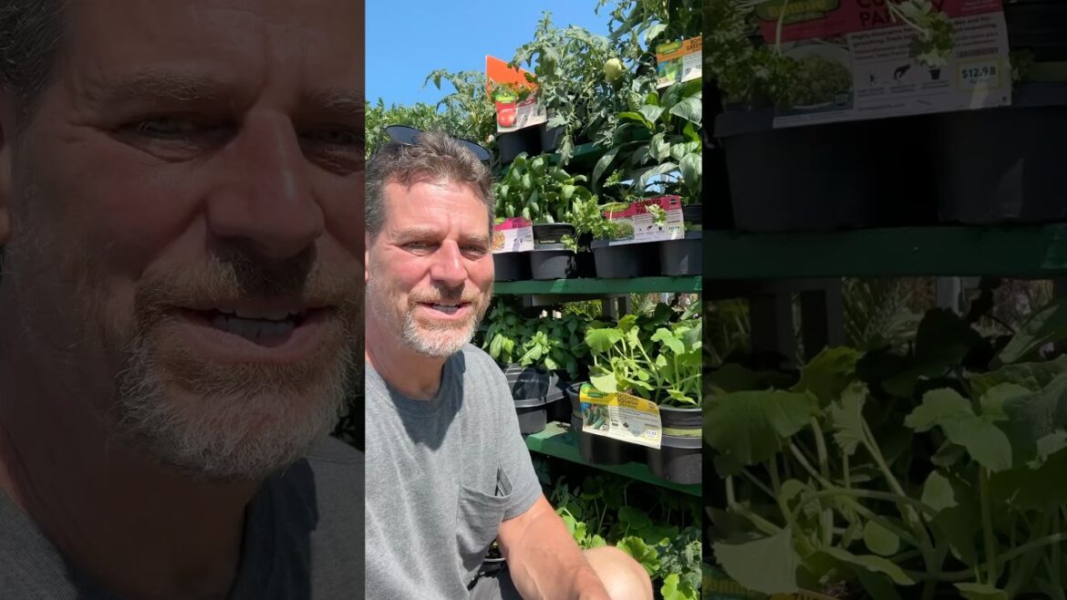 Gary Pilarchik: Don’t Get Scammed Buying Garden Vegetable Plants This Way #vegetablegarden Don’t Get Scammed Buying Garden Vegetable Plants This Way #vegetablegarden