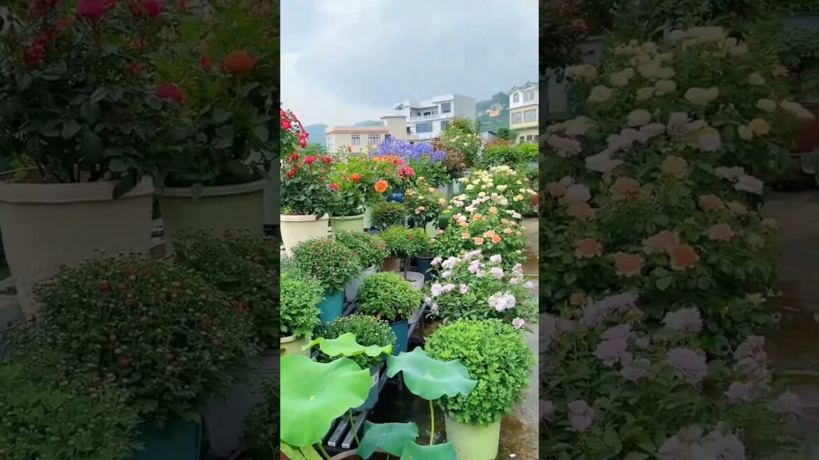 Home Garden Decor ideas #homegarden #decor #gardeningideas #satisfying #homedecor #ytshorts #garden