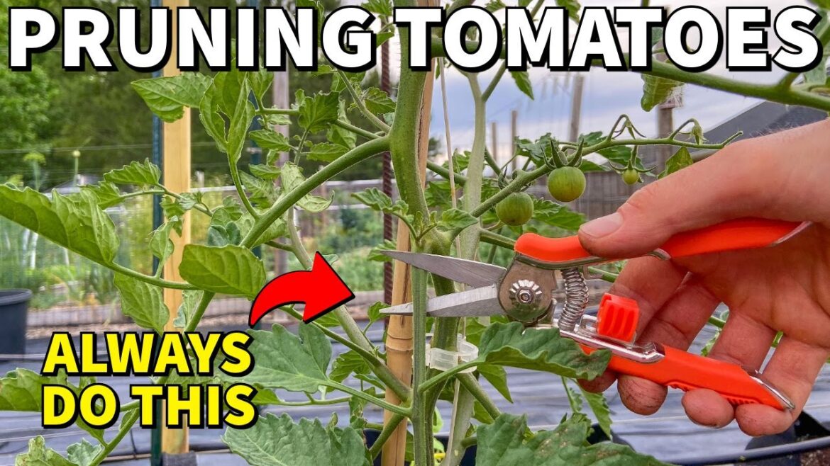 Prune ALL Of Your Tomato Plants Like This RIGHT NOW! Prune ALL Of Your Tomato Plants Like This RIGHT NOW!