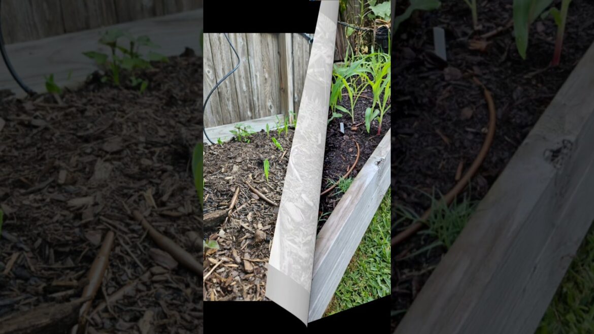 8 Days of growth on these corn plants || DHBG #gardeningtips 8 Days of growth on these corn plants || DHBG #gardeningtips