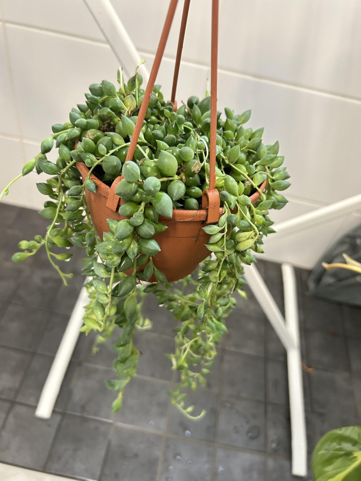 New string of tears – repot or not? New string of tears - repot or not?