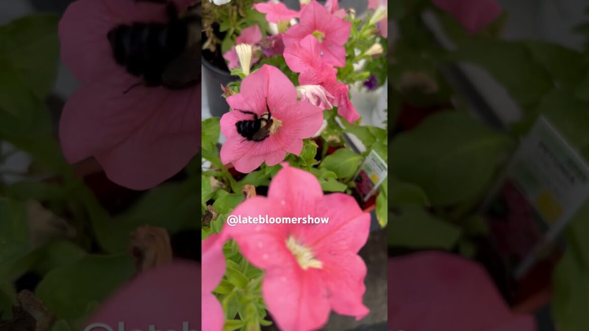 Nosedive! #bees #gardening