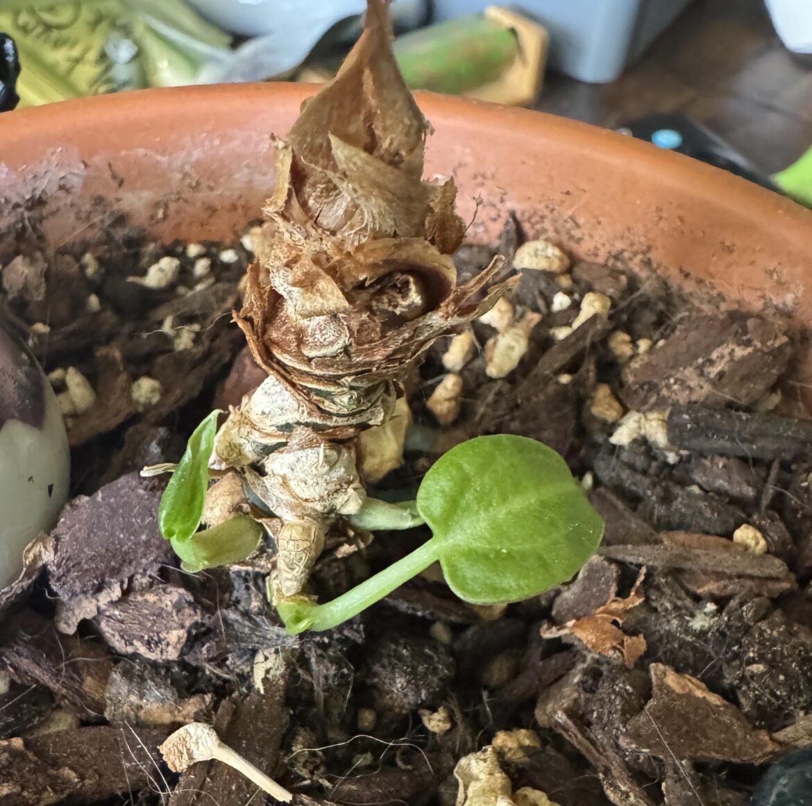 Is there a possibility to nurse this Anthurium back to health?