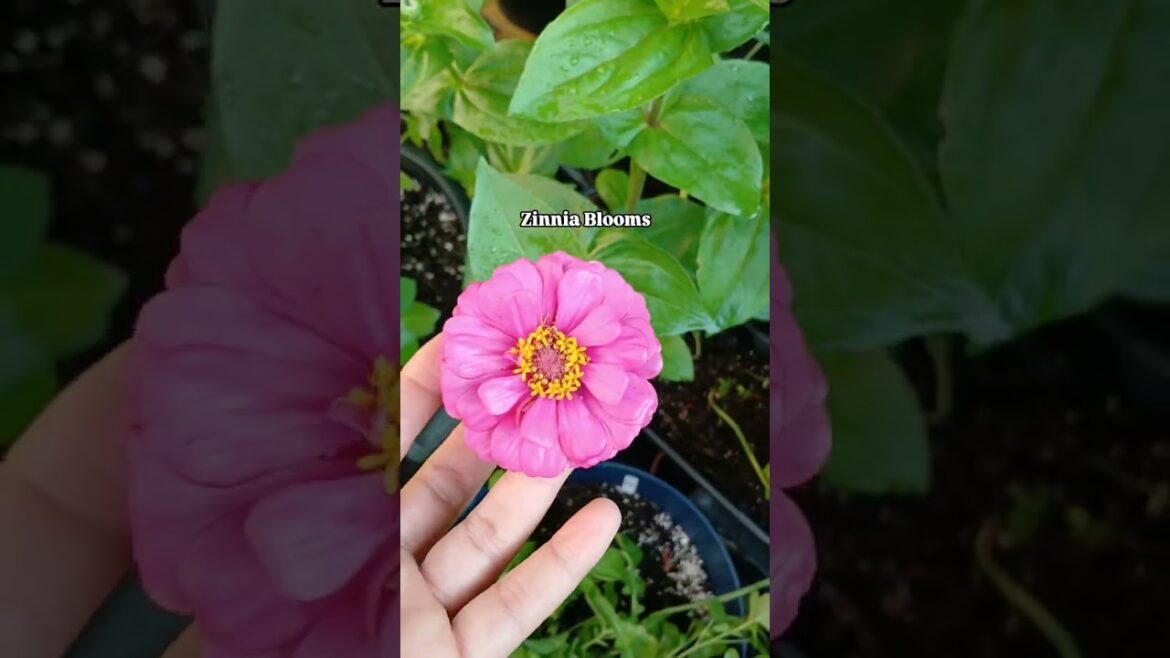 Garden Views 🌱 | Container Garden | Small Space Gardening #garden #flowers Garden Views 🌱 | Container Garden | Small Space Gardening #garden #flowers