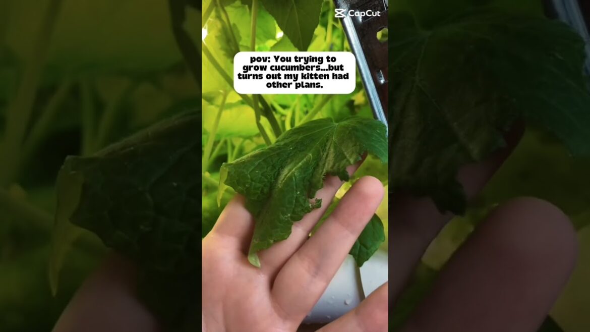 Grew it for myself. My cat had other plans.