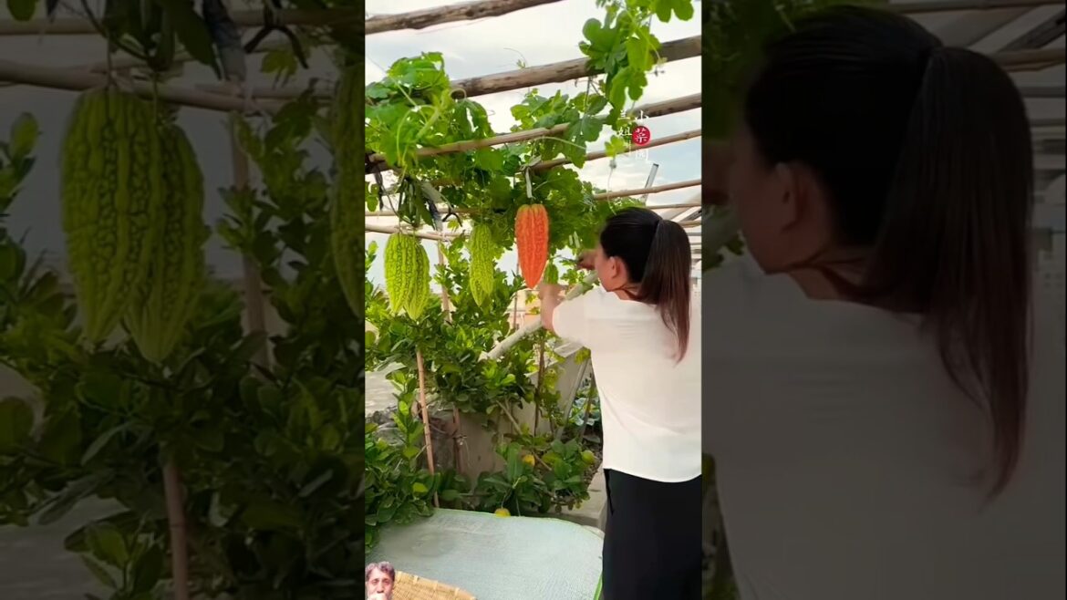 Grow Your Own Food! My Rooftop Garden Harvests Fresh Veggies Daily 🍆🍅🌿#shorts #farming #agriculture Grow Your Own Food! My Rooftop Garden Harvests Fresh Veggies Daily 🍆🍅🌿#shorts #farming #agriculture