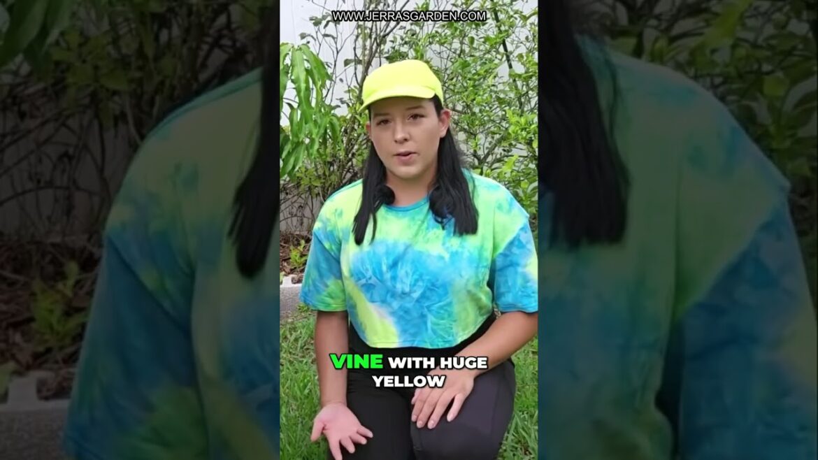 Grow Luffa & Snake Gourds! Edible & Useful! Grow Luffa & Snake Gourds! Edible & Useful!