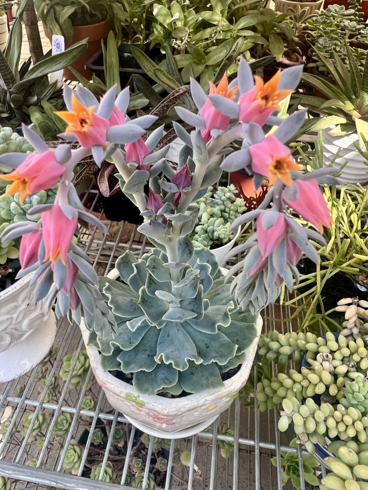 ID on this one?