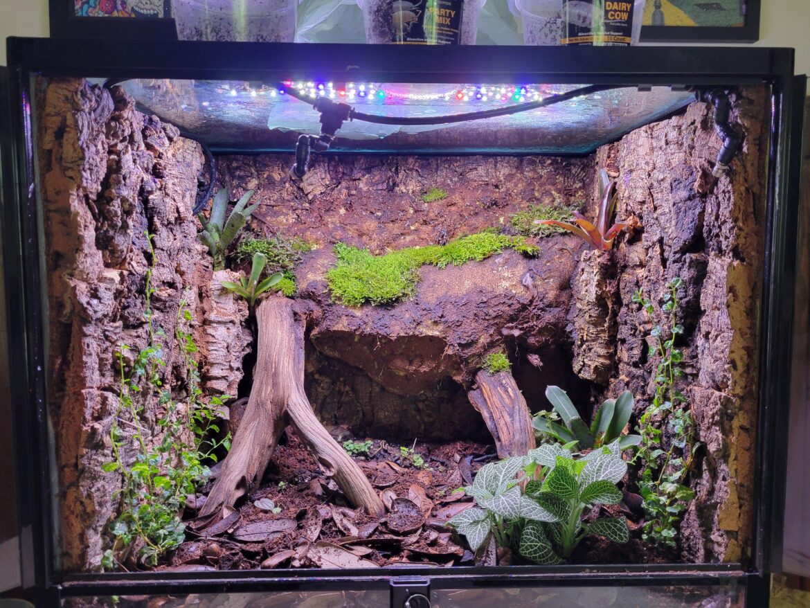 Recommendations for plants dart frog vivarium