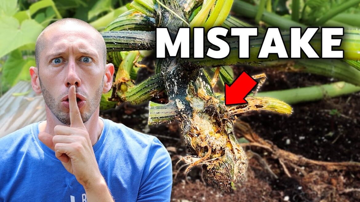 5 Deadly MISTAKES You Can't Afford to Make When Growing Squash