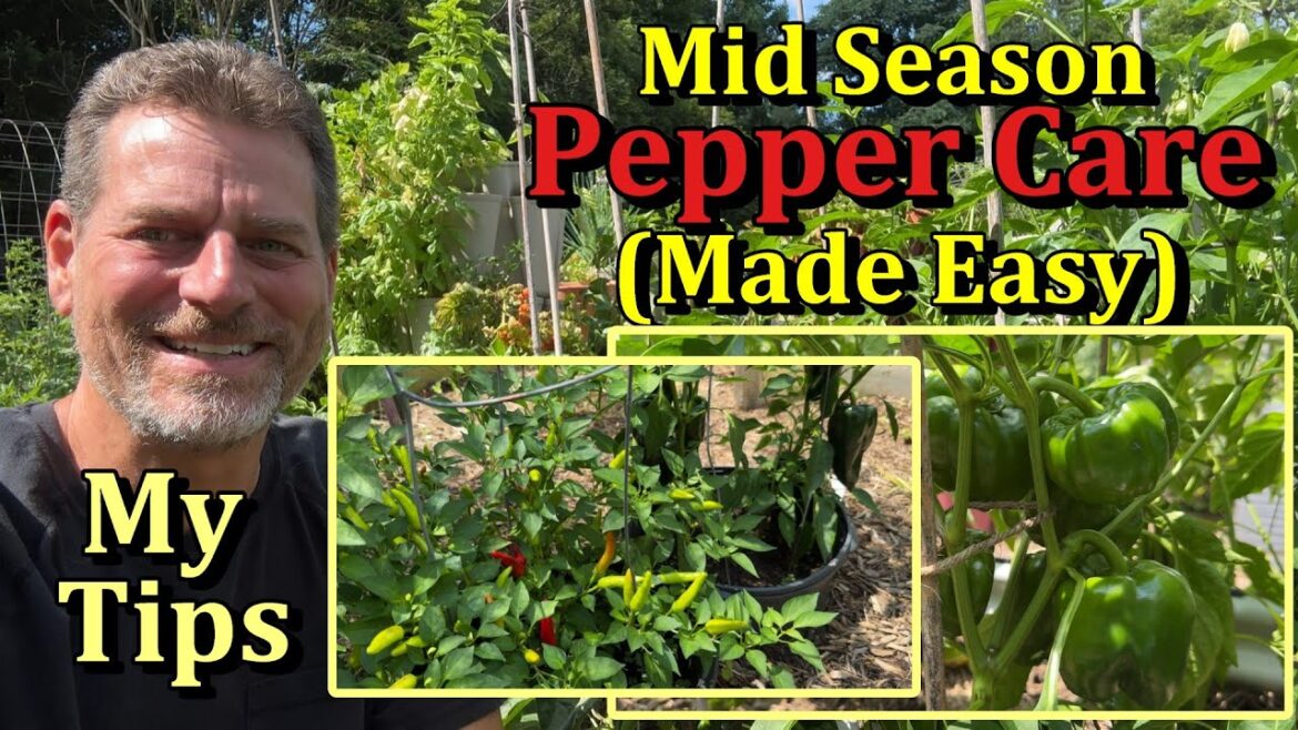 Gary Pilarchik: My Simple Mid Season Pepper Care Tips – Grow Amazing Peppers! My Simple Mid Season Pepper Care Tips - Grow Amazing Peppers!
