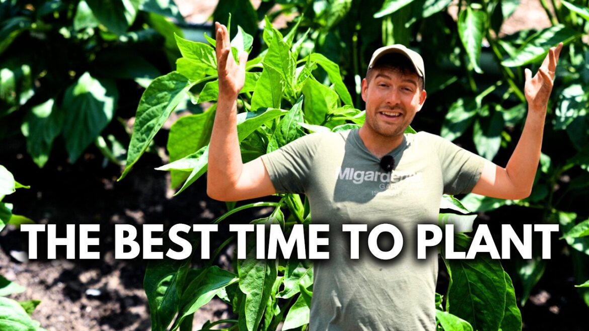 MIgardener: This Discovery Challenged EVERYTHING I Knew About Starting A Garden This Discovery Challenged EVERYTHING I Knew About Starting A Garden