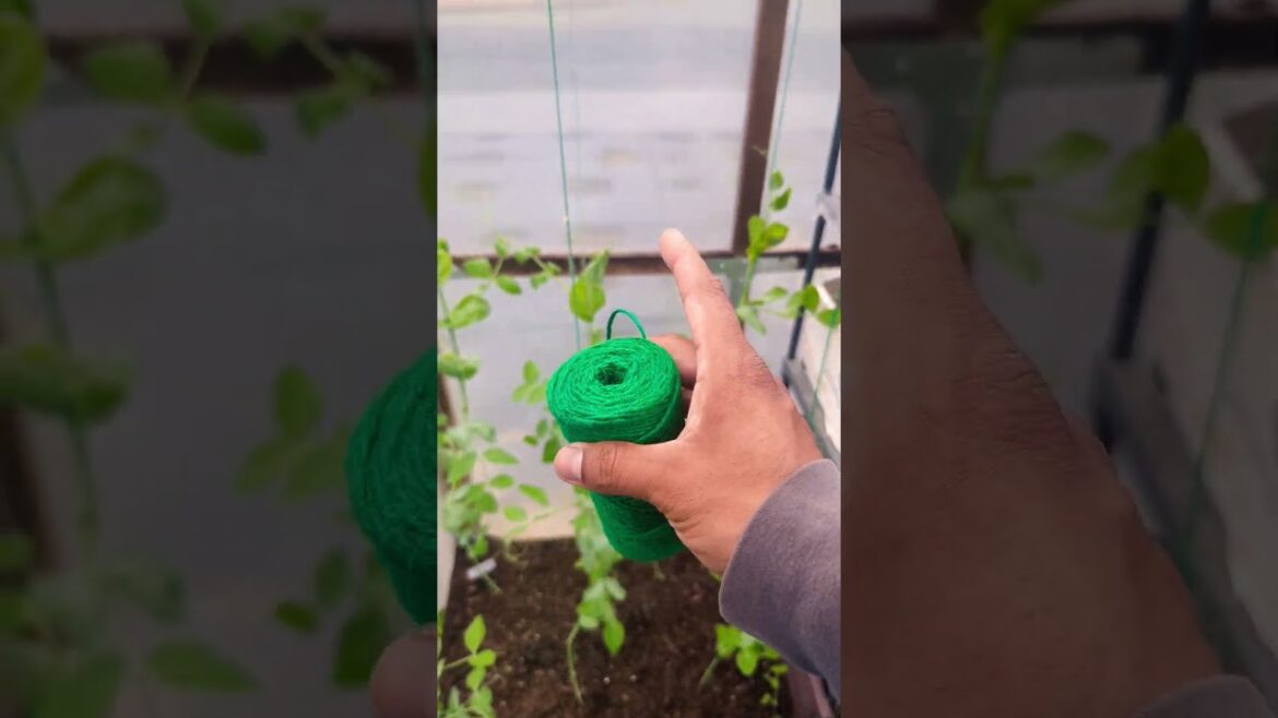 Simple way for growing sugar snap peas 🫛 ( 3 weeks after Update) #peas #garden #greentgarden Simple way for growing sugar snap peas 🫛 ( 3 weeks after Update) #peas #garden #greentgarden