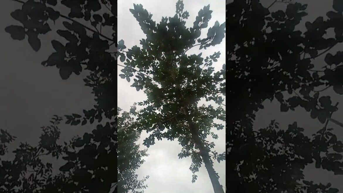 These Garden Trends Are Terrible Ideas