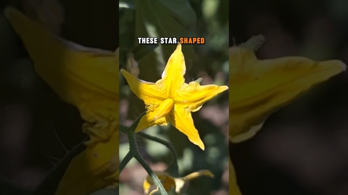 Tomato Flowers Are Really Interesting #garden #tomatoplant #tomatoes #flowers #vegetablegardening