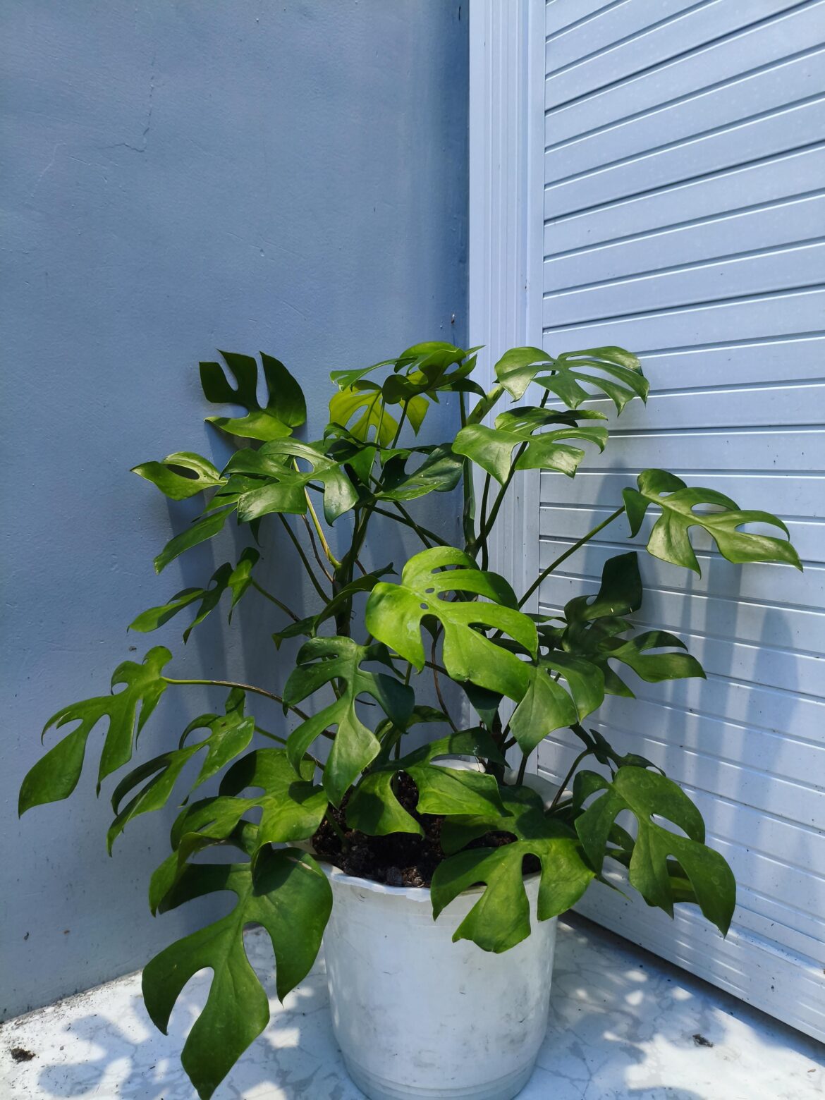 Sharing my lush mini monstera/ rhapidophora tetrasperma!❤️