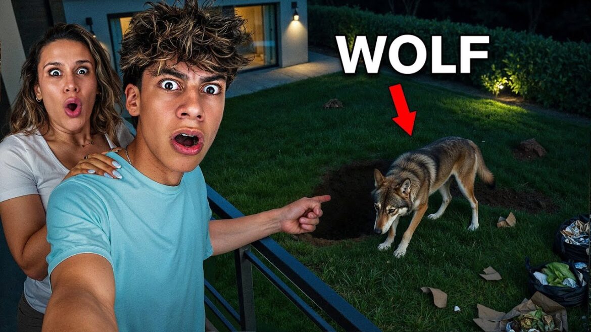 A Vicious WOLF Destroyed our Backyard