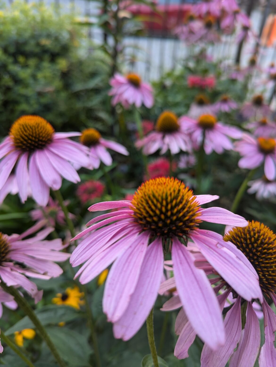 purple cornflower ( echinea )blooming in my garden