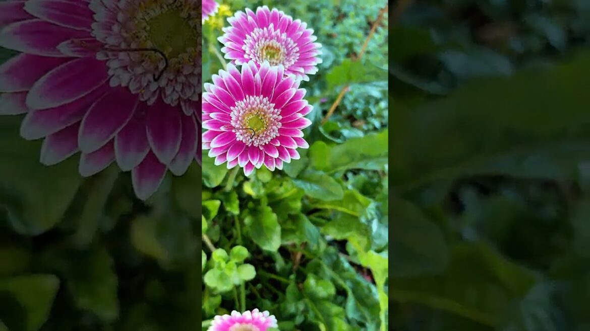 Front Yard Garden Tour | Informal Garden Ideas & Ornamental Plant Inspiration