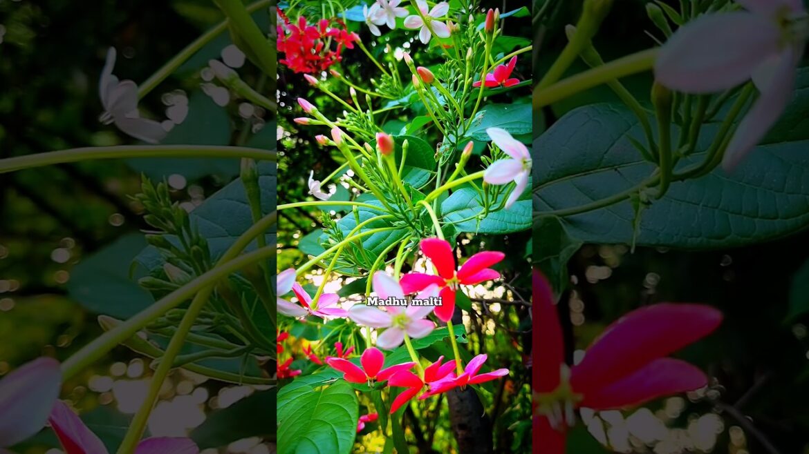 Tips For Madhumalti | How To Care Madhumalti #shorts #garden #gardening #shortsvideo Tips For Madhumalti | How To Care Madhumalti #shorts #garden #gardening #shortsvideo