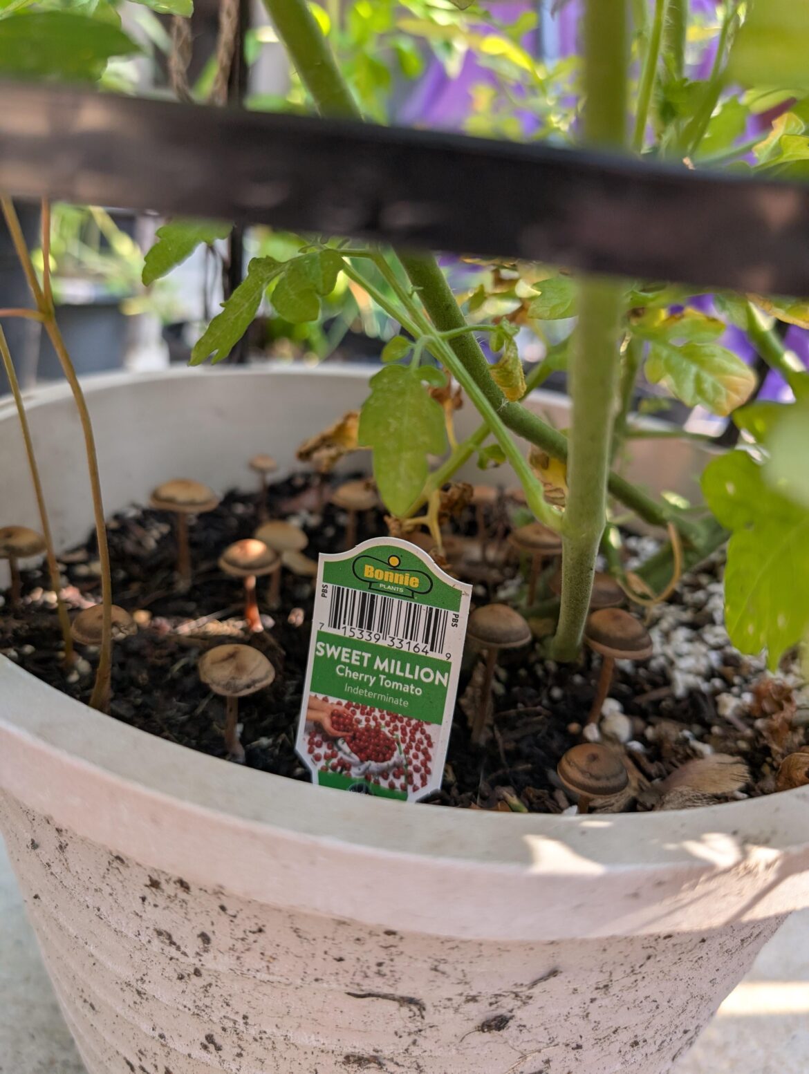 Is this fungus among us bad for my tomatoes? These popped up overnight.