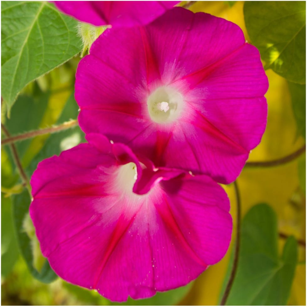 'Scarlet O'Hara'