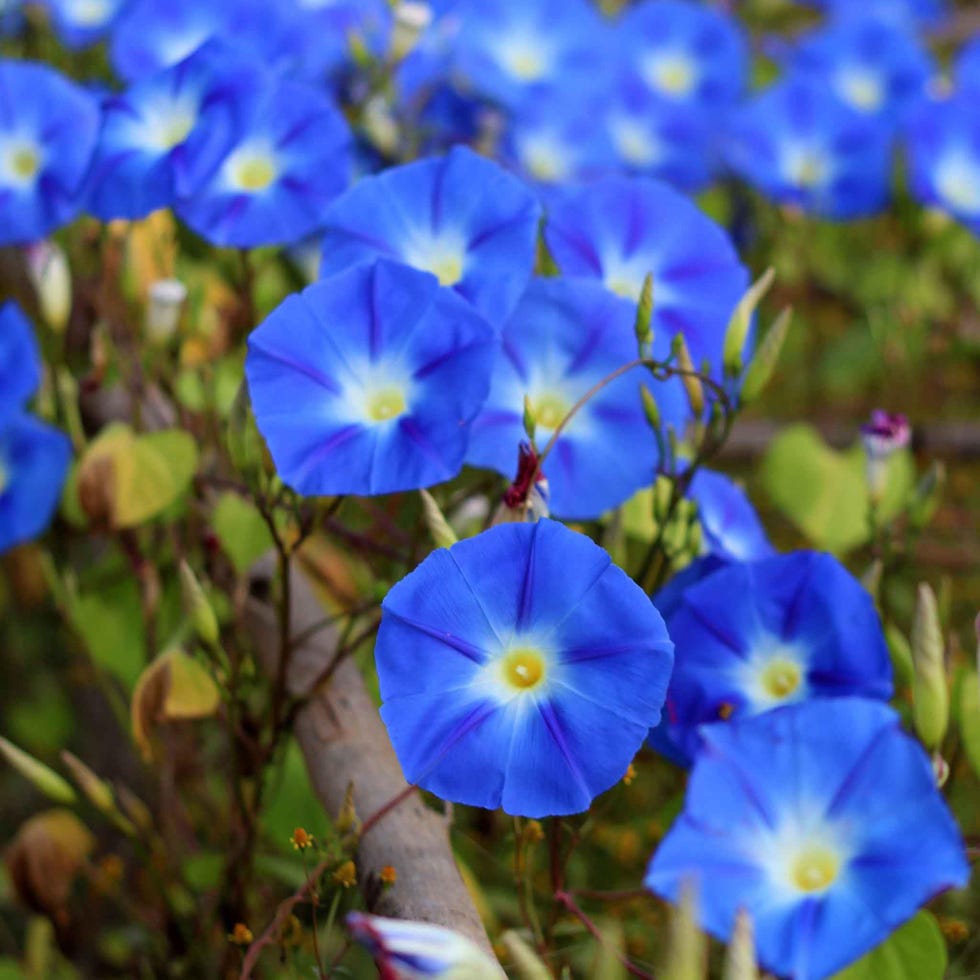 'Heavenly Blue'