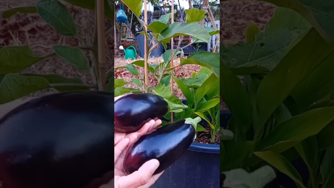 1st Eggplants of 2025 #gardening #garden #eggplant #nature #harvest #harvesting #containergardening