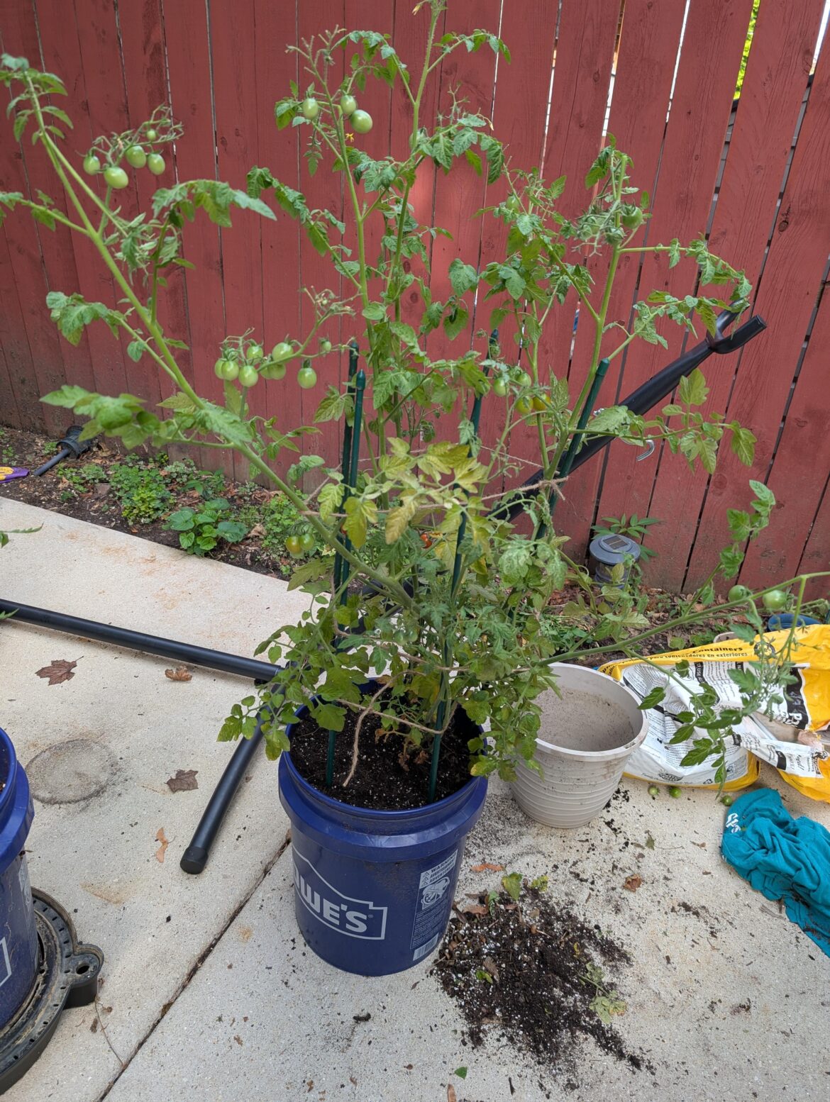 Update: Fungus Among Us Transplant