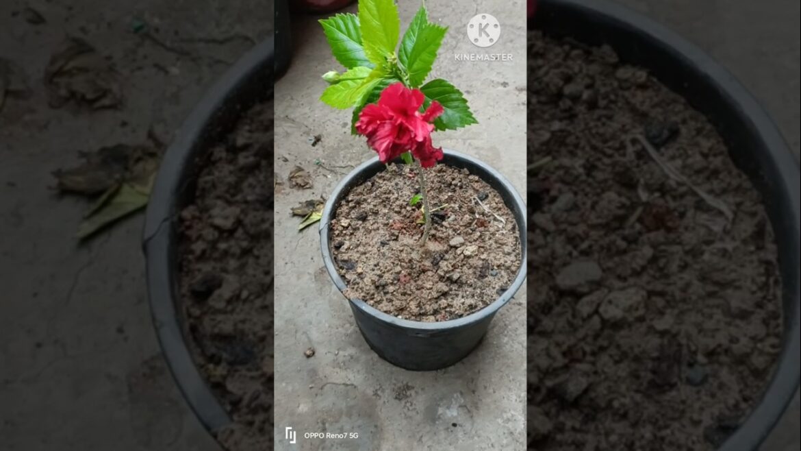 Growing Hibiscus from Cuttings: A Beginner’s Guide #shorts #hibiscus #flowers #cutting Growing Hibiscus from Cuttings: A Beginner's Guide #shorts #hibiscus #flowers #cutting