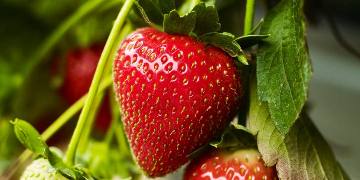 Inspired By Wimbledon? 4 Reasons To Grow Strawberries This Summer Inspired By Wimbledon? 4 Reasons To Grow Strawberries This Summer
