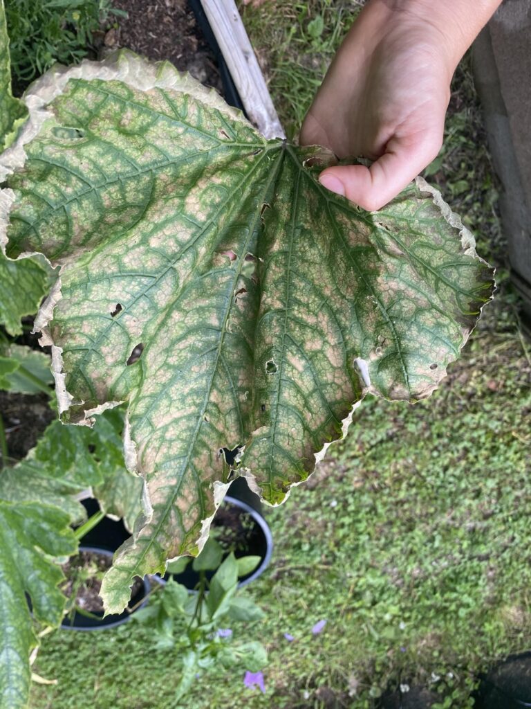 What is happening to my squash?