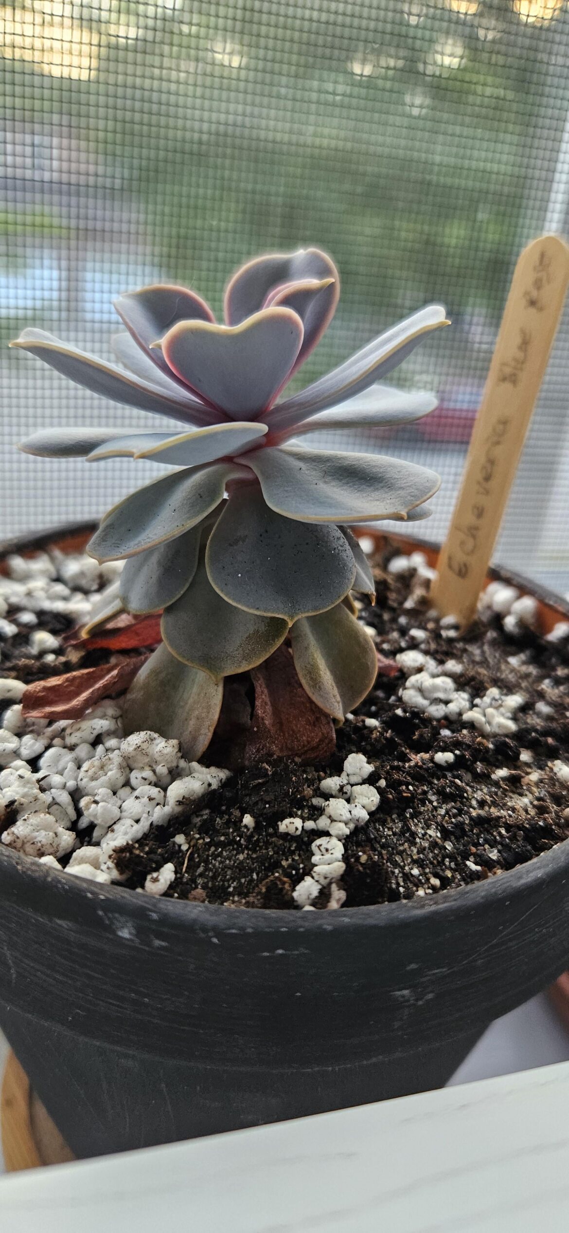 Need Help