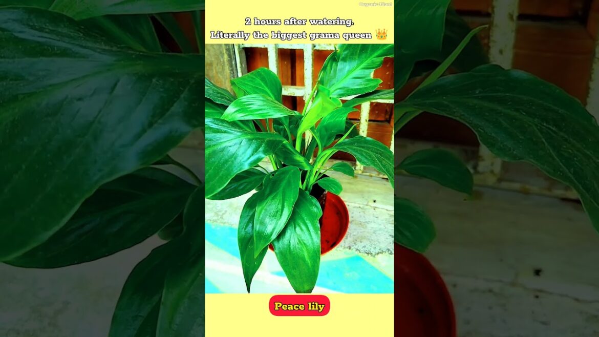 Biggest Dramatic Plants for Your Garden #shorts #gardening #shortsvideo #garden Biggest Dramatic Plants for Your Garden #shorts #gardening #shortsvideo #garden