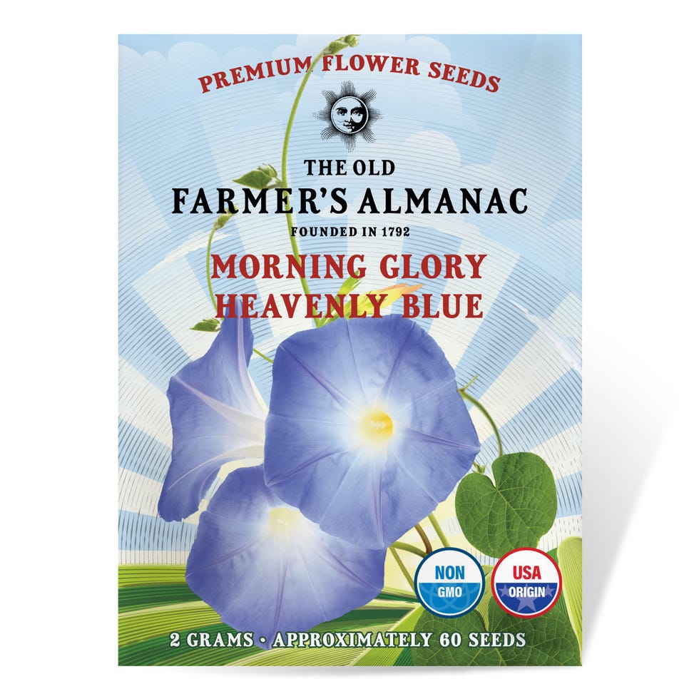 The Old Farmer's Almanac Morning Glory Seeds (Heavenly Blue)
