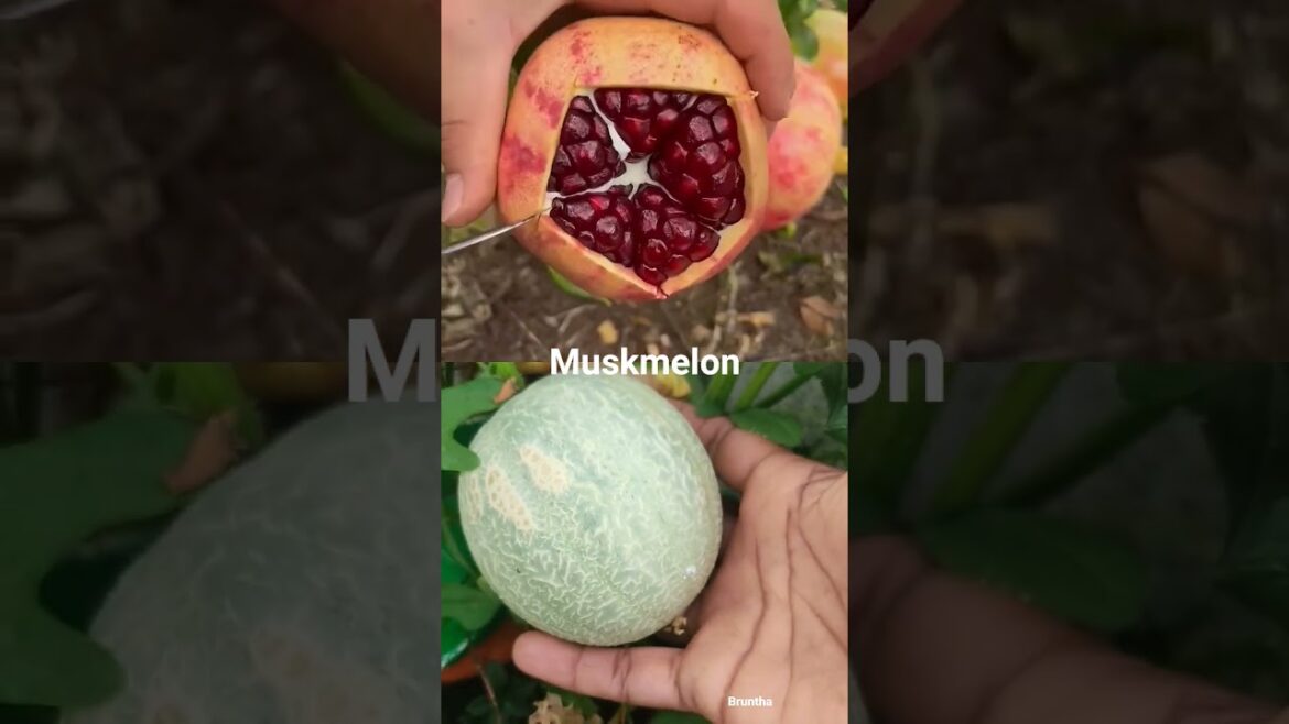 Muskmelon Harvest in Terrace garden#shortsfeed #fruit#terracegarden #homegardening #viral