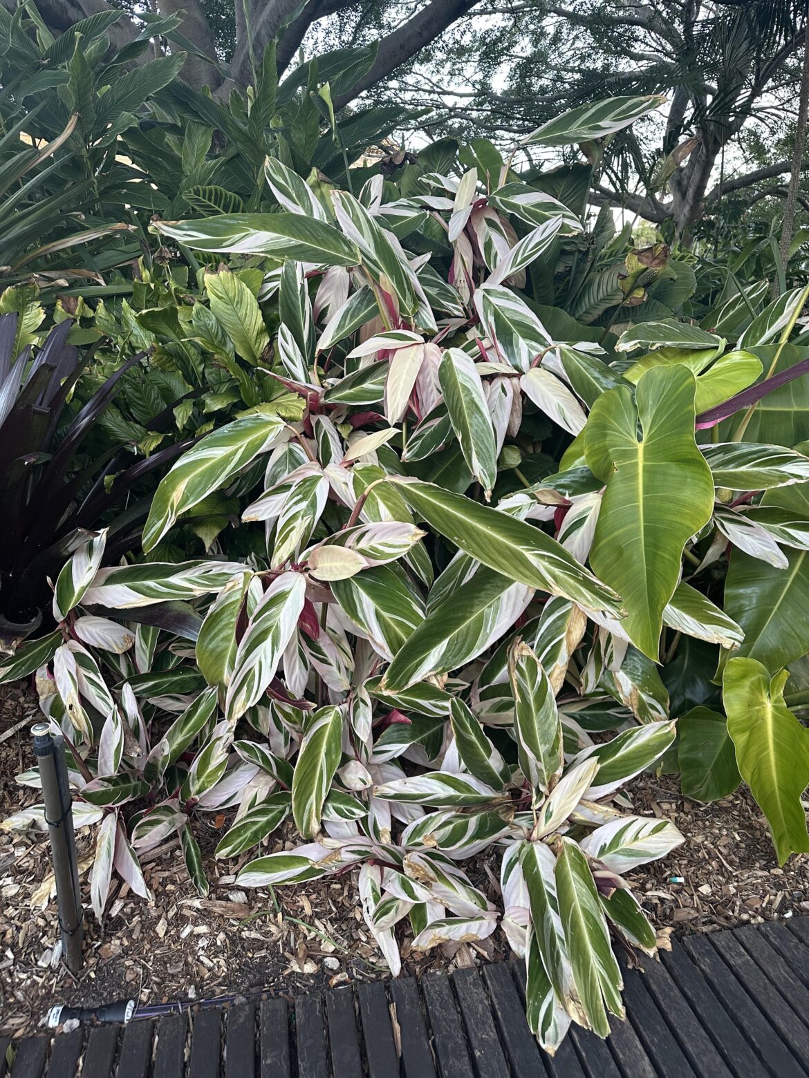 Stromanthe Triostar near Sydney Botanic Gardens