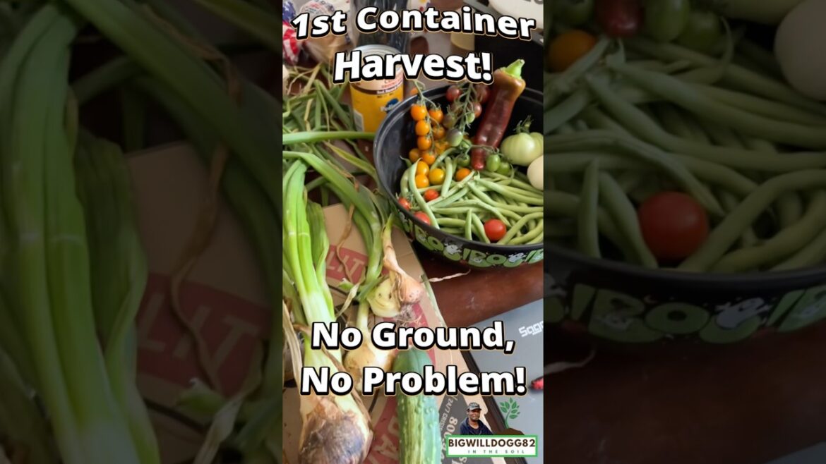 1st Container Crop Harvest June 30th #containergardening #backyardgarden 1st Container Crop Harvest June 30th #containergardening #backyardgarden