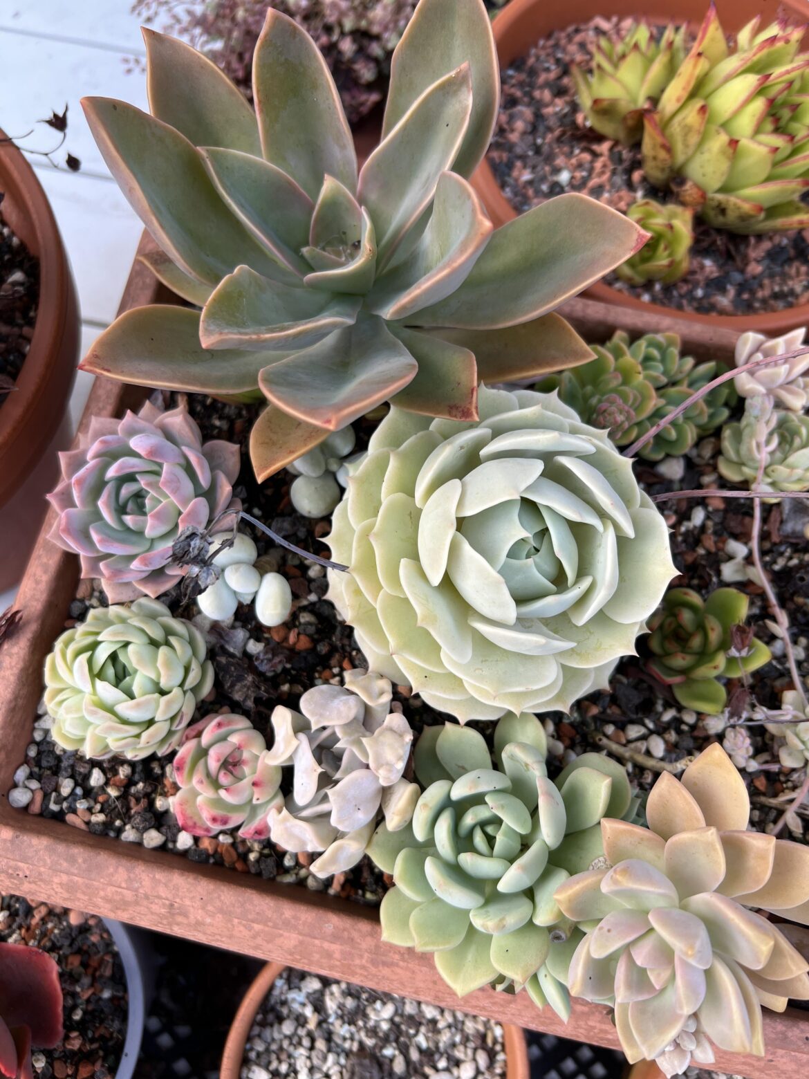 Bunch of Echeverias and hybrids!