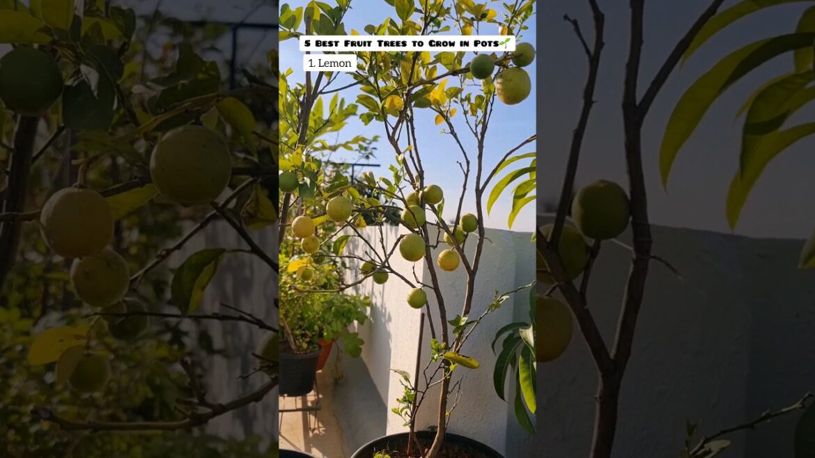 5 Best Fruit Plants to Grow in Pots🌿 #terracegarden #shorts #youtubeshorts