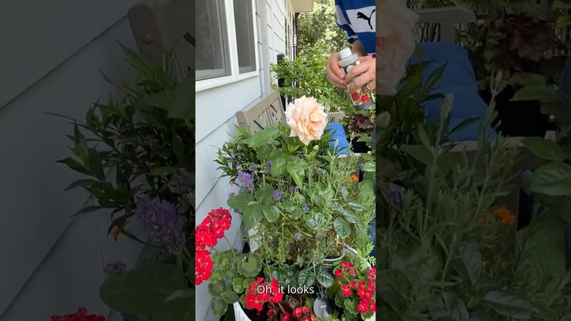 🌿🪺 Peace Rose Update + Surprise Finch Nest! | Rose Booster Still Impressing #garden #rose #plants