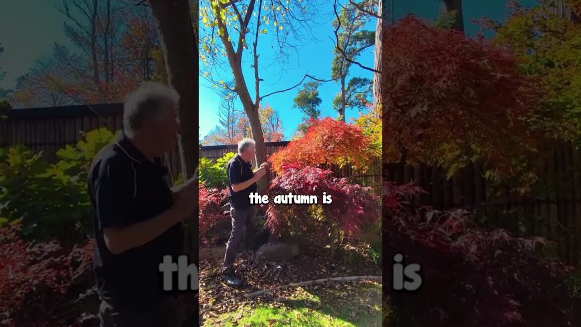 Elevate Your Japanese Garden With This Simple Addition.