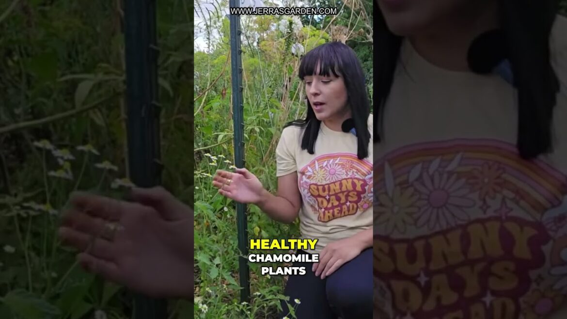 Grow Gorgeous Chamomile: Expert Gardening Tips! Grow Gorgeous Chamomile: Expert Gardening Tips!