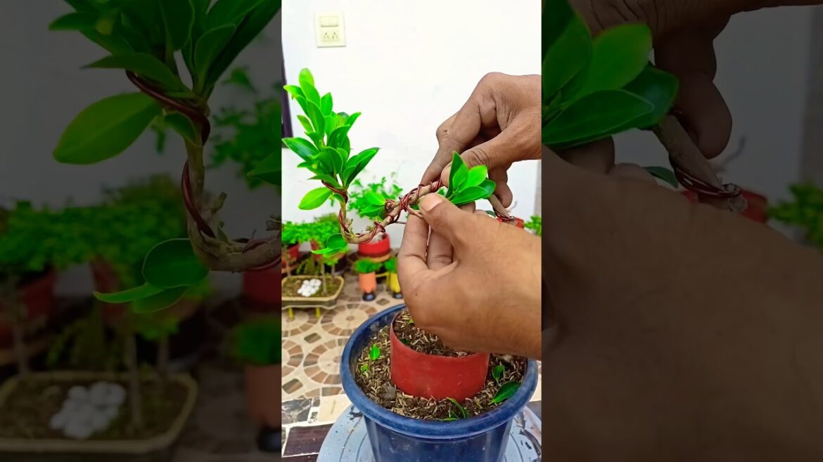 Ficus Plant Bonsai 🌱 | Bonsai Making #shorts #shortvideo