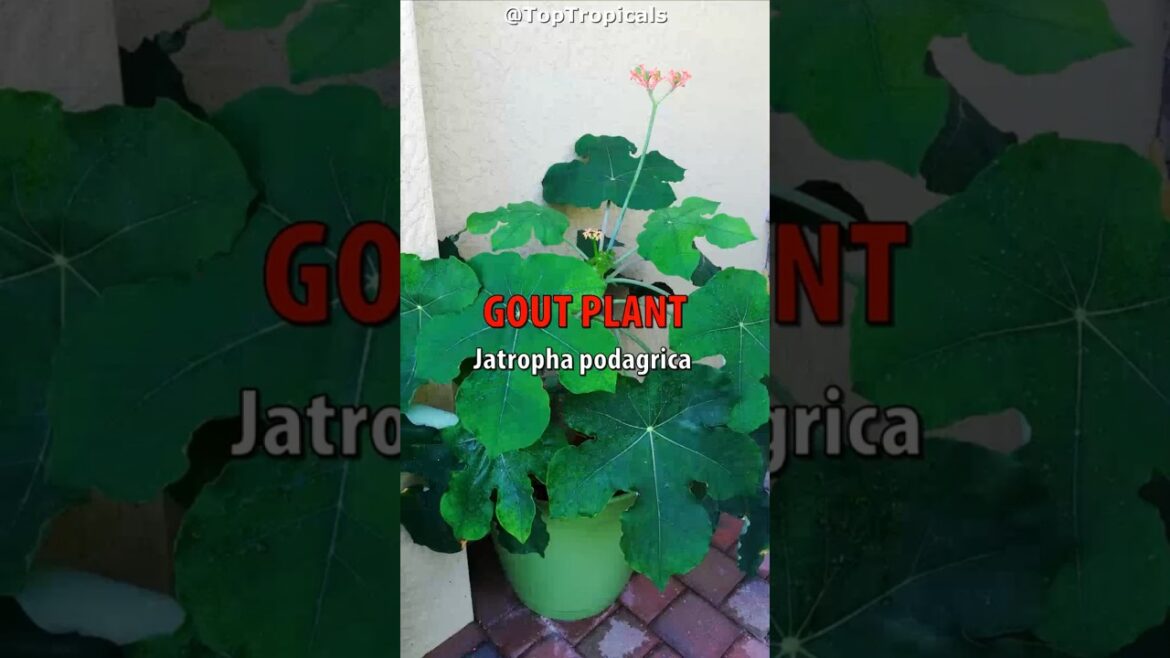 🪸 A bottle of corals? Plant this bonsai with a bottle-shaped trunk - perfect container plant