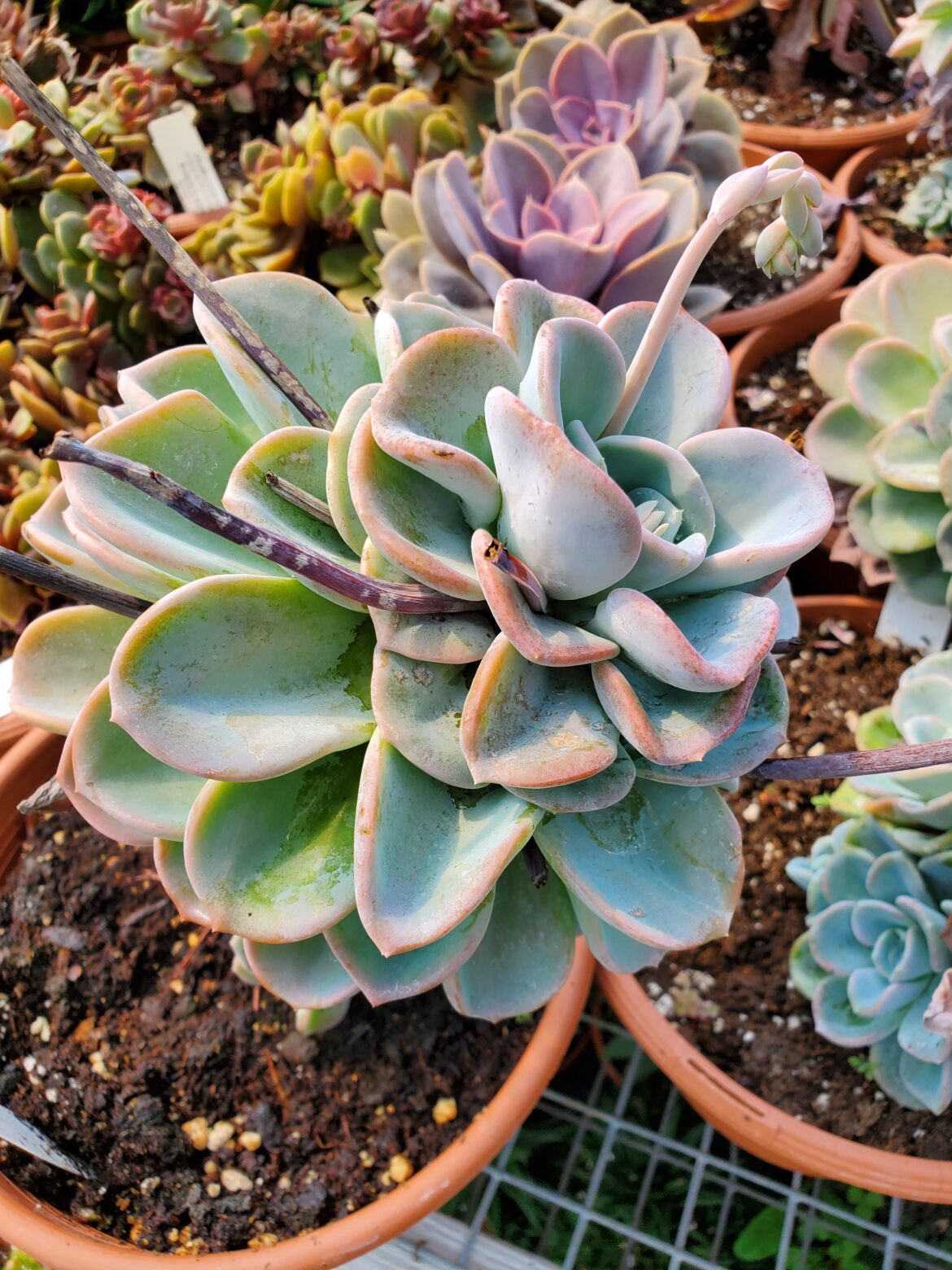 Echeveria ‘Orpet’