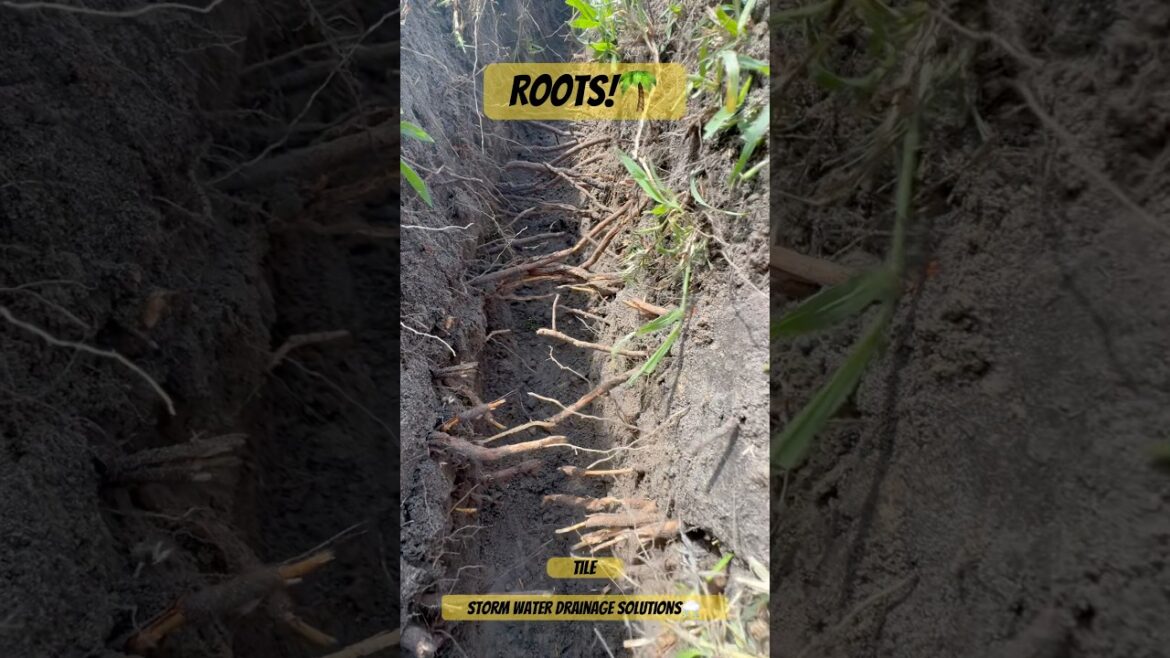 Roots & Drainage Systems - Storm Water Drainage Solutions