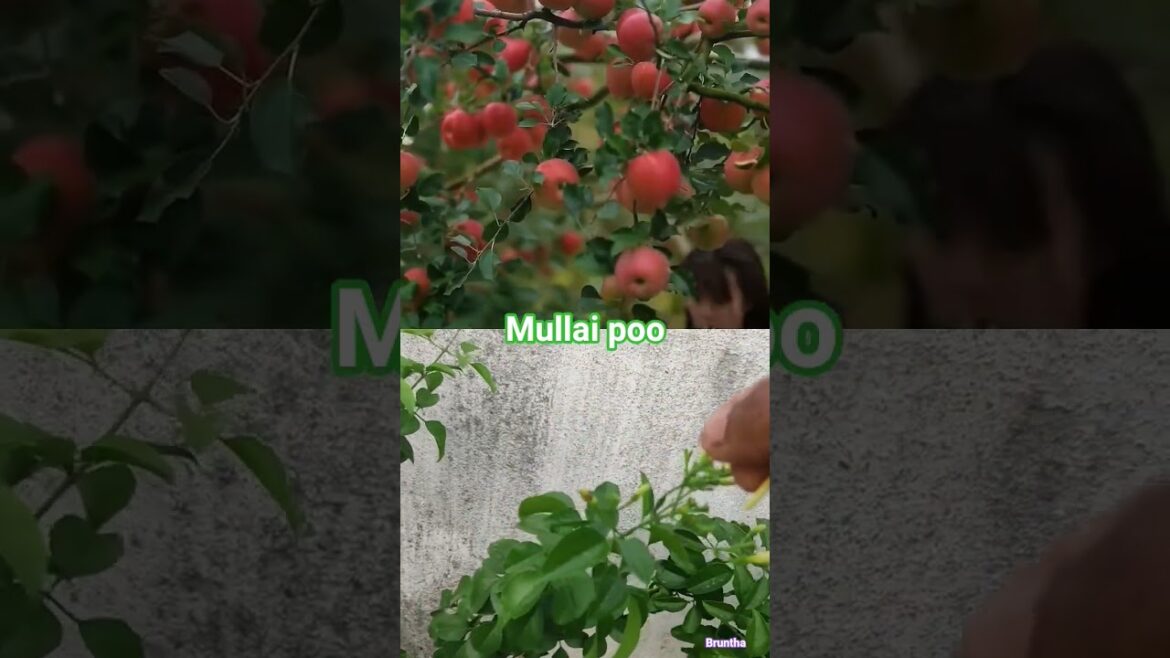 Mullai harvest#shortsfeed #trending #talesofbruntha#flowers